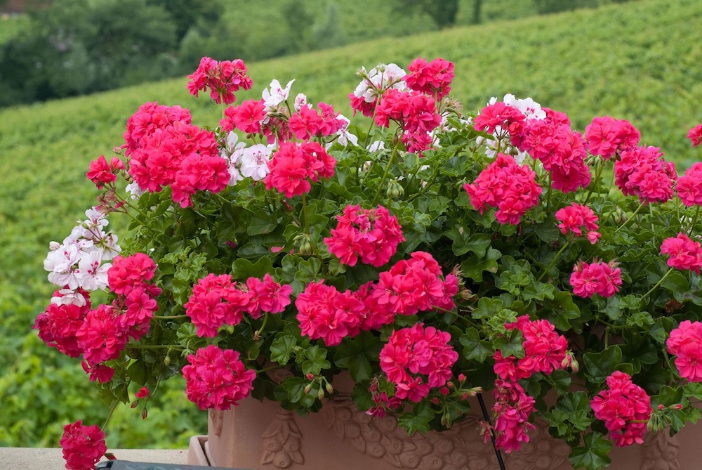 geraniums