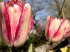 Morges Tulip Festival in its 56th year brings joy and color to all