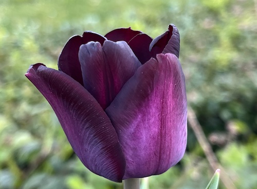 P1060962