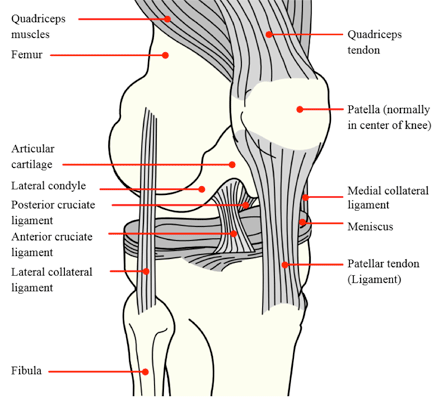 healthfirst kneeinjury2