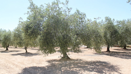 olivetrees