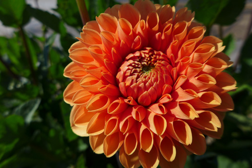 orange dahlia500