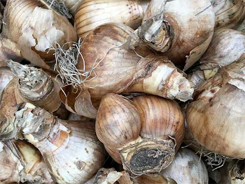 tarablog onions