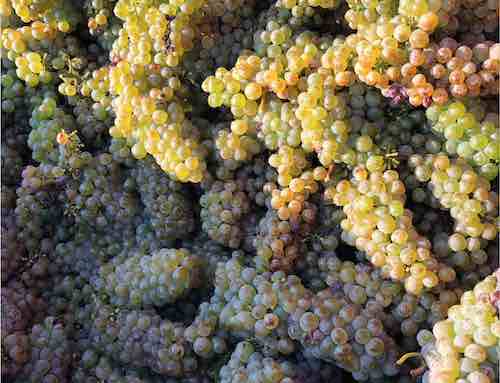 grapes 2018b