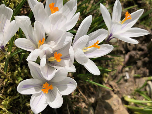 tara white crocus