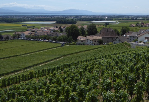 vines2CiriecoLisa2018