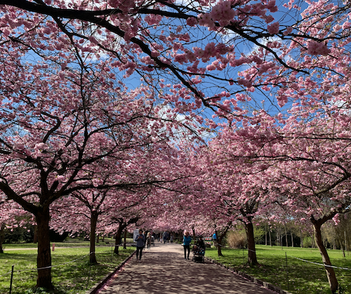 Cherry Blossom