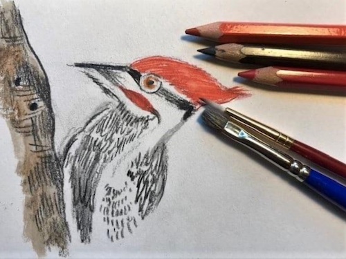 Kookaburra Kate Lanxner