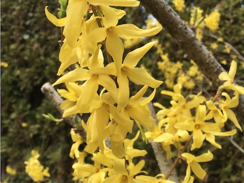 forsythia
