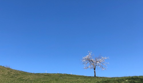 solo cherry blossom2