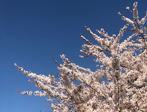 spring blossom gland 03 20a