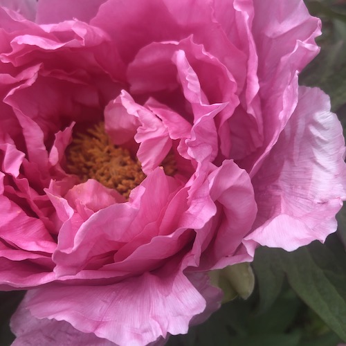 treepeony 2020