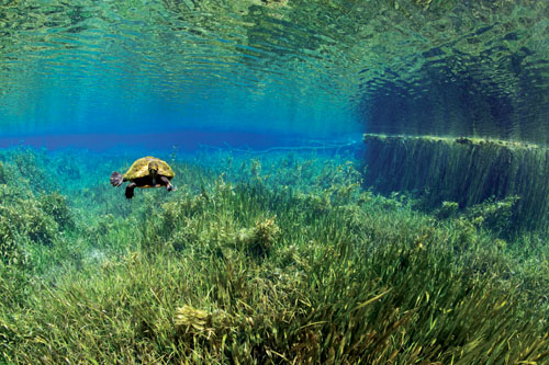 AQUATISFlorida Redbelly TurtleMichel Roggo