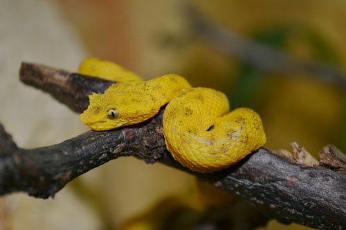  AQUATIS Bothriechis schelegliiM Ansermet