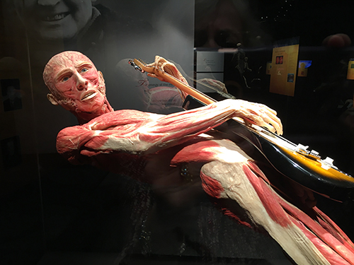 bodyworlds guitar