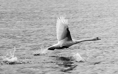 © Alistaire Scott Off14 Swan 500