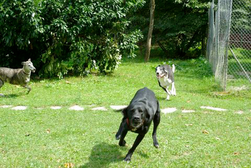Of Liberty Dana Laura et Echos