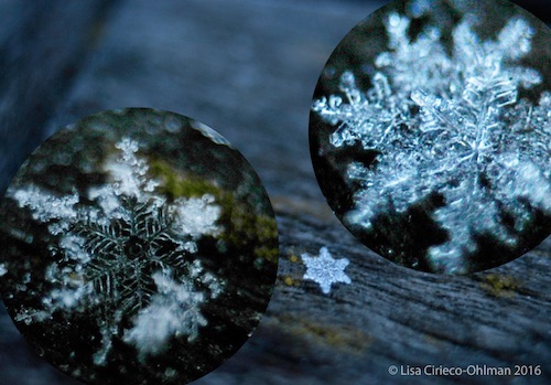CiriecoSnowflakes