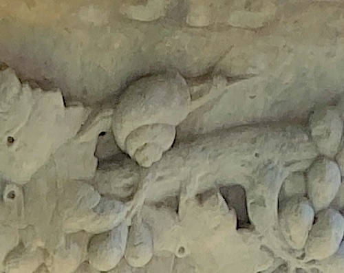 snail