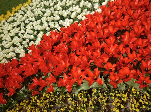 tulip2021c