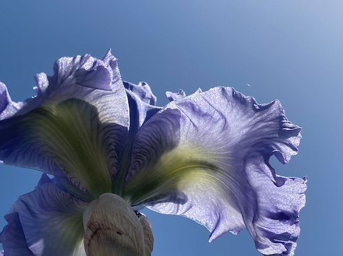 CiriecoLisa2022iris1
