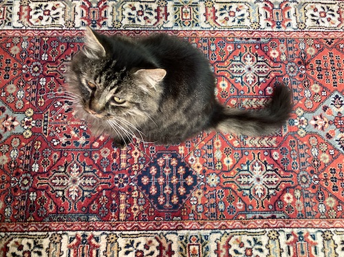 Spicy rug cirieco