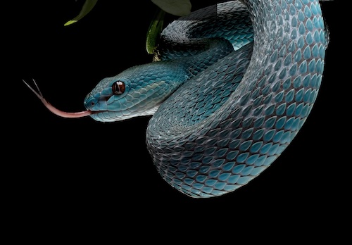 Reptiles show e1672321444814