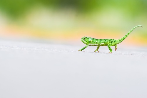 cameleon