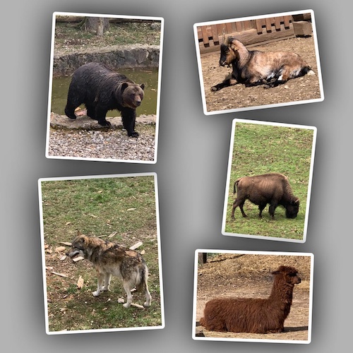 juraparc animaux