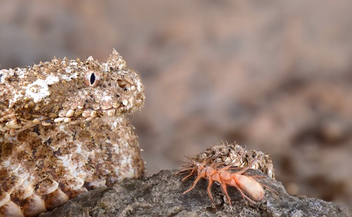cameleon