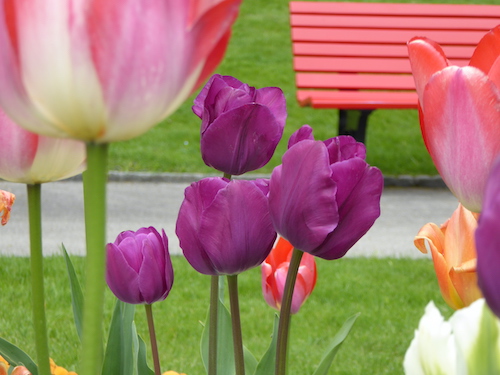tulip2021d