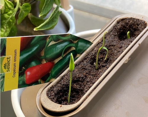 seeds1