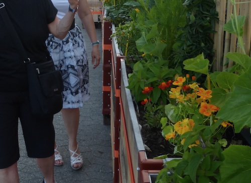 canopeeflowers