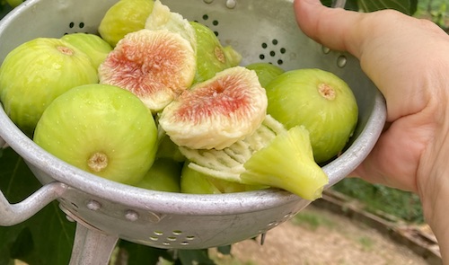 figs2