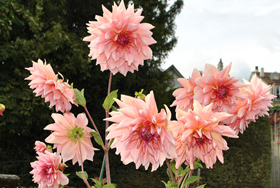Morges flowers Morges flowers