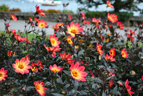 Morges flowers Morges flowers
