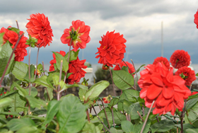 Morges flowers Morges flowers
