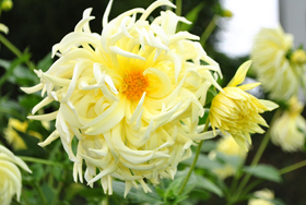 Morges flowers Morges flowers