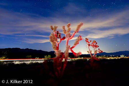 Roads in this desolate region of the Mojave snake between groups of Joshua trees. In the background, light from the casinos of Primm (30 km away) and Las Vegas (80 km away) illuminate the sky. IMG_8664