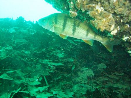 diving4