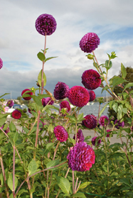 Morges flowers Morges flowers