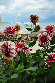Morges flowers Morges flowers