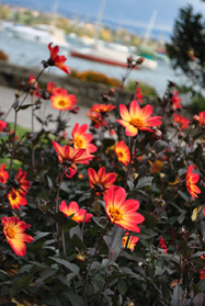 Morges flowers Morges flowers