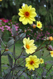 Morges flowers Morges flowers