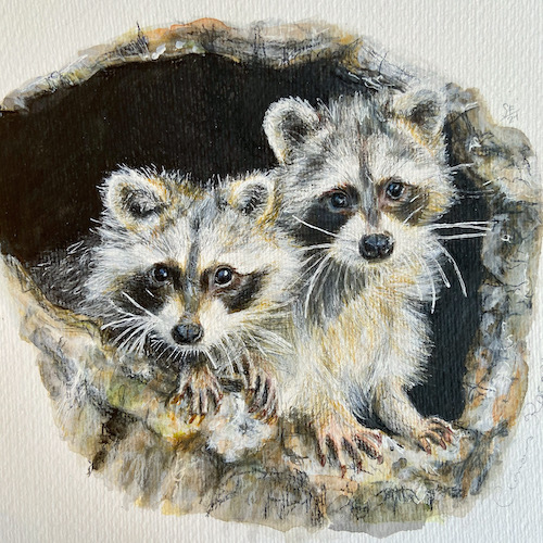 raccoons