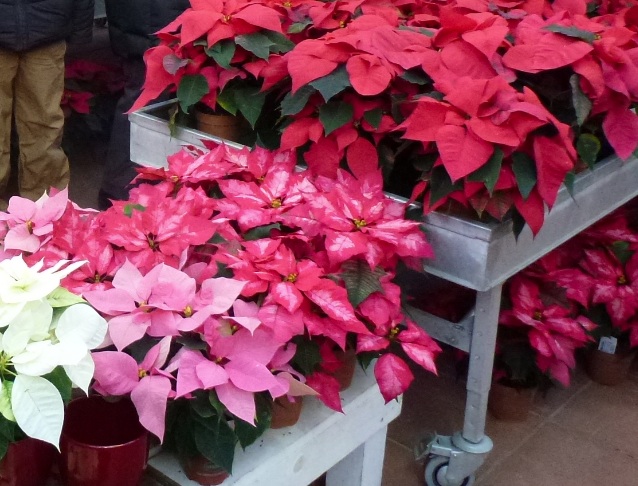 poinsettas