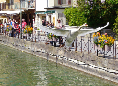 swan