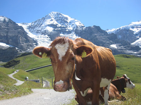 swissholiday cow
