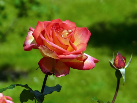rosederek1