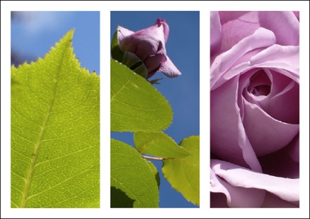 © Lisa Cirieco 2011
